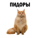 Sticker 🙈 🐱 Кошачий Слэнг @TuristasTV