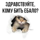 Sticker ❤️ 🐱 Кошачий Слэнг @TuristasTV