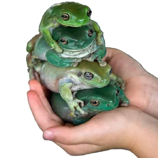 Video sticker 🐸 держи жабу