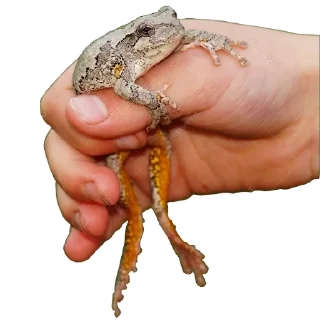 Video sticker 🐸 держи жабу