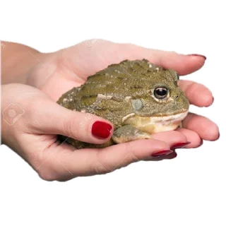 Sticker 🐸 держи жабу