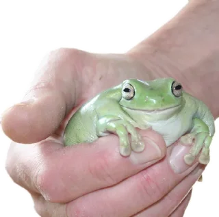 Sticker 🐸 держи жабу