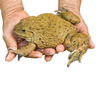 Sticker 🐸 держи жабу