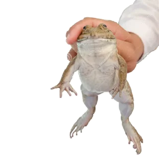 Sticker 🐸 держи жабу