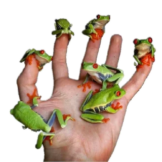 Sticker 🐸 держи жабу