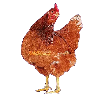 Sticker 🐓 @STIKERFORALL ANIMALS EMOJI