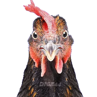 Sticker 🐔 @STIKERFORALL ANIMALS EMOJI