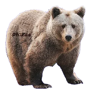 Sticker 🐻 @STIKERFORALL ANIMALS EMOJI