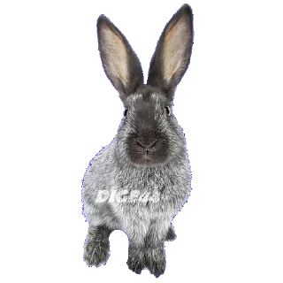 Sticker 🐰 @STIKERFORALL ANIMALS EMOJI