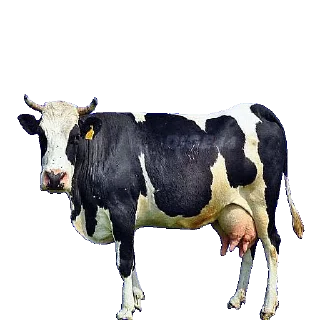 Sticker 🐄 @STIKERFORALL ANIMALS EMOJI