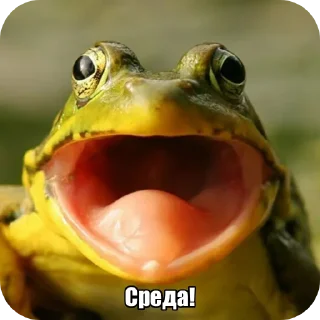 Video sticker 🐸 Лягуш пак @GordonFreeman_pon