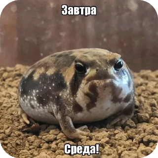 Video sticker 🐸 Лягуш пак @GordonFreeman_pon