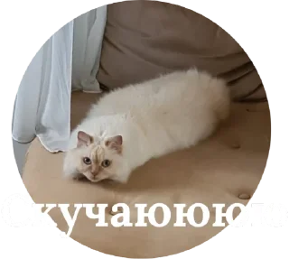 Video sticker ❤ Кисюня