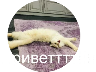 Sticker 😊 Кисюня