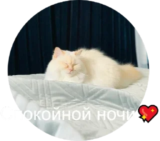 Sticker 💤 Кисюня