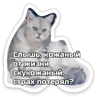 Sticker 🤨 КотАпокалипсис