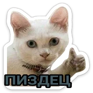 Sticker 👍 КотАпокалипсис