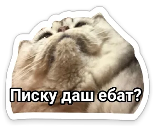 Sticker 😏 КотАпокалипсис