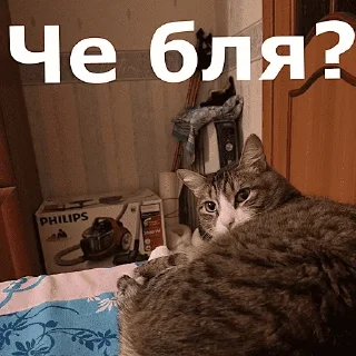 Sticker 🐱 Угарные челябинские жЫвотные