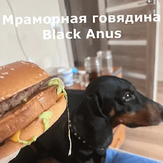 Sticker 🐕 Угарные челябинские жЫвотные