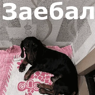 Sticker 🐶 Угарные челябинские жЫвотные