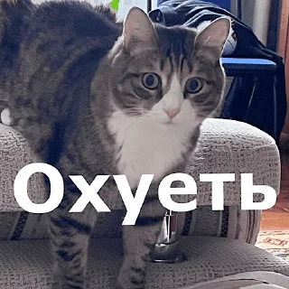 Sticker 🐱 Угарные челябинские жЫвотные