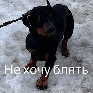 Video sticker 🐕 Угарные челябинские жЫвотные