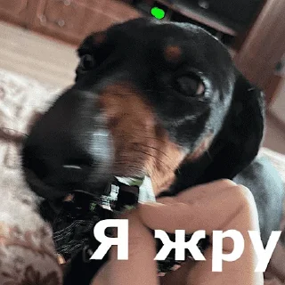 Sticker 🐶 Угарные челябинские жЫвотные