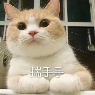 Video sticker 🐱 开开心心狗狗笑笑  @XiaoWao