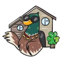 Video sticker 🤑 Quack-Quack by @zeligen7