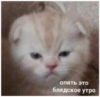 Video sticker 🙂 Туманчик🐱❤