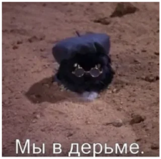 Video sticker 🚽 Туманчик🐱❤