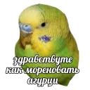 Video sticker ✋ Попуги