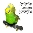 Sticker 😎 Попуги