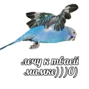 Sticker 🙃 Попуги