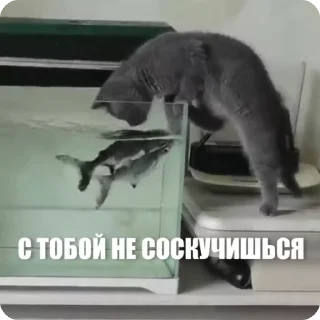 Video sticker 😏 Больше стиков тут: @stikery4