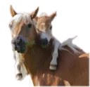 Video sticker 👪 Horses4