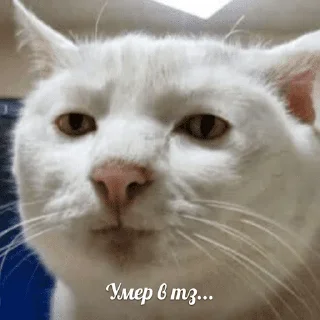 Video sticker 😺 Котики Лиса