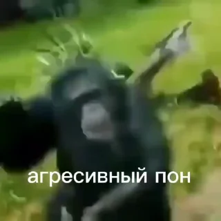 Video sticker 🤬 Пон :: @fStikBot