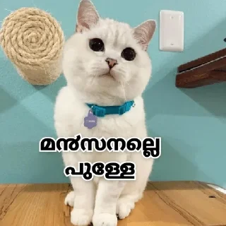 Video sticker 🙂 @shahs_of_Telegram (cat pack ) — @stckrRobot