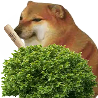 Sticker 🥦 DOGEBONK $DOBO