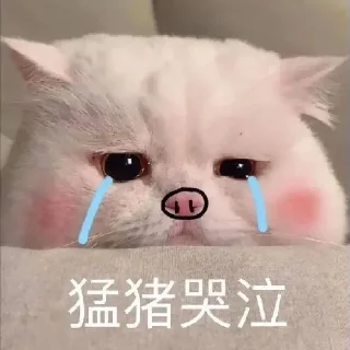 Sticker 🐷 小动物能有什么坏心眼呢 @xiaotianxinya