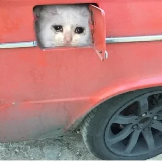 Video sticker 😿 плачущие котики