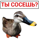 Sticker 🦆 Злая утка