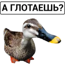 Video sticker 🦆 Злая утка