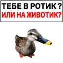 Sticker 💦 Злая утка