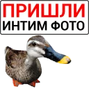 Sticker 🦆 Злая утка