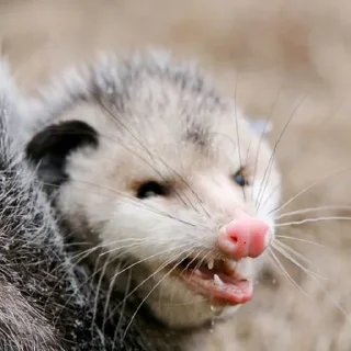 Sticker 😒 Awesome Possum