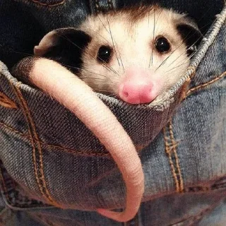 Sticker 😍 Awesome Possum