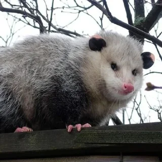 Sticker 😣 Awesome Possum